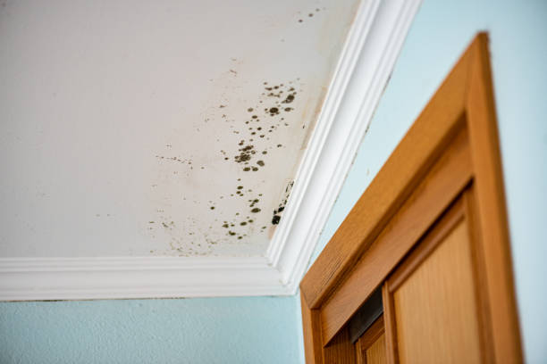 Best Toxic Mold Removal  in Aberdeen, SD
