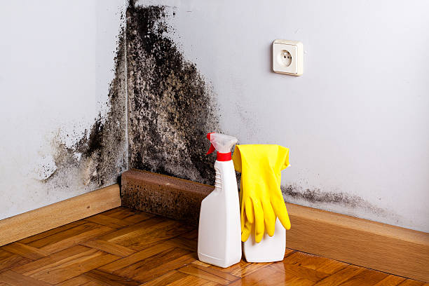 Best Fast Mold Removal  in Aberdeen, SD